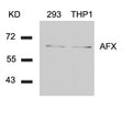 Western blot analysis of extracts from 293 and THP1 cells using AFX(Ab-197) Antibody.