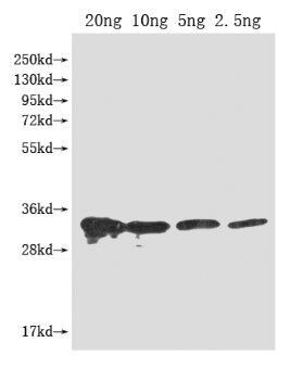 Western Blot
Positive WB detected in Recombinant protein
All lanes: PFP-BETA1 antibody at 1:2000
Secondary
Goat polyclonal to rabbit IgG at 1/50000 dilution
Predicted band size: 33 kDa
Observed band size: 33 kDa