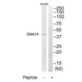 Western blot analysis of extracts from HuvEc cells, using GNA14 antibody.
