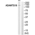 Western blot analysis of extracts from 3T3 cells, using ADAMTS18 antibody.
