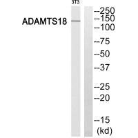 Western blot analysis of extracts from 3T3 cells, using ADAMTS18 antibody.