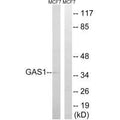 Western blot analysis of extracts from MCF-7 cells, using GAS1 antibody.