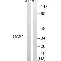 Western blot analysis of extracts from MCF-7 cells, using GAS1 antibody.
