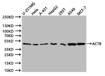 Western Blot
Positive WB detected in:U251 whole cell lysate (20µg) , Hela whole cell lysate (20µg) , HepG2 whole cell lysate (20µg) , 293T whole cell lysate (20µg) , A549 whole cell lysate (20µg) , MCF7 whole cell lysate (20µg) 
All lanes: ACTB antibody at 1:1000
Secondary
Goat polyclonal to mouse IgG at 1/40000 dilution
Predicted band size:42 kDa
Observed band size:42 kDa
Exposure time:20s
