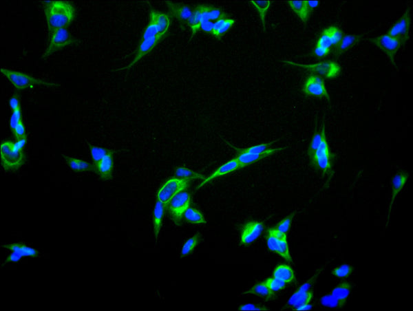 Immunofluorescence staining of SH-SY5Y cell with CSB-RA001311MA1HU at 1:30 ,counter-stained with DAPI. The cells were fixed in 4% formaldehyde, permeabilized using 0.2% Triton X-100 and blocked in 10% normal Goat Serum. The cells were then incubated with the antibody overnight at 4°C. The secondary antibody was Fluorescein (FITC) AffiniPure Goat Anti-Human IgG, Fcγ fragment specific.