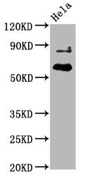 Phospho-AKT1 (T450) Antibody – Figure 1 of 1