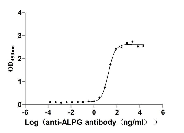 The Binding Activity of Human ALPG with Anti-ALPG Recombinant AntibodyActivity: Measured by its binding ability in a functional ELISA. Immobilized Human ALPG (CSB-MP001633HU) at 2 μg/mL can bind Anti-ALPG recombinant antibody , the EC<sub>50</sub> is 14.09-23.17 ng/mL.