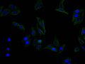 Immunofluorescence staining of HEPG2 cell with CSB-RA001827MA1HU at 1:100,  counter-stained with DAPI. The cells were fixed in 4% formaldehyde and blocked in 10% normal Goat Serum. The cells were then incubated with the antibody overnight at 4C. The secondary antibody was FITC-conjugated AffiniPure Goat Anti-Mouse IgG(H+L) .