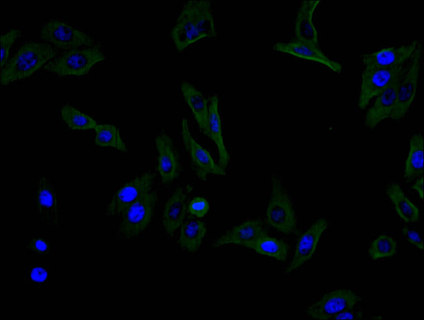Immunofluorescence staining of HEPG2 cell with CSB-RA001827MA1HU at 1:100,  counter-stained with DAPI. The cells were fixed in 4% formaldehyde and blocked in 10% normal Goat Serum. The cells were then incubated with the antibody overnight at 4C. The secondary antibody was FITC-conjugated AffiniPure Goat Anti-Mouse IgG(H+L) .