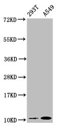 APOA2 Antibody – Figure 1 of 3
