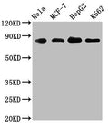 ARNT Antibody – Figure 1 of 3