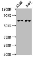 ATF2 Antibody – Figure 1 of 2