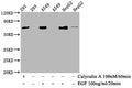 Phospho-ATF2 (T71) Antibody – Figure 1 of 2