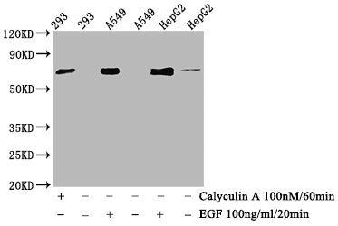 Phospho-ATF2 (T71) Antibody – Figure 1 of 2