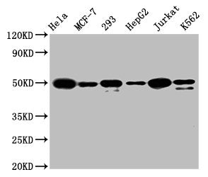 ATF4 Antibody – Figure 1 of 5