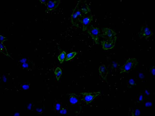 Immunofluorescence staining of Hela cell with CSB-RA002415MA1HU at 1:100, counter-stained with DAPI. The cells were fixed in 4% formaldehyde and blocked in 10% normal Goat Serum. The cells were then incubated with the antibody overnight at 4C. The secondary antibody was Alexa Fluor 488-congugated AffiniPure Goat Anti-Rabbit IgG(H+L) .