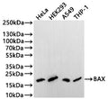 Western Blot
Positive WB detected in: Hela whole cell lysate(20µg) , HEK293 whole cell lysate(20µg) , A549 whole cell lysate(20µg) , THP-1 whole cell lysate(20µg) 
All lanes: BAX antibody at 1:1000
Secondary
Goat polyclonal to human IgG at 1/40000 dilution
Predicted band size: 21 kDa
Observed band size: 21 kDa
Exposure time: 3min