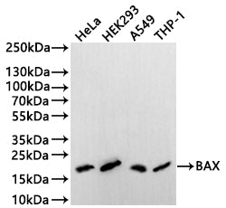 Western Blot
Positive WB detected in: Hela whole cell lysate(20µg) , HEK293 whole cell lysate(20µg) , A549 whole cell lysate(20µg) , THP-1 whole cell lysate(20µg) 
All lanes: BAX antibody at 1:1000
Secondary
Goat polyclonal to human IgG at 1/40000 dilution
Predicted band size: 21 kDa
Observed band size: 21 kDa
Exposure time: 3min