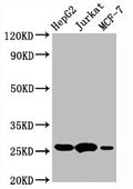BCL2 Antibody – Figure 1 of 4