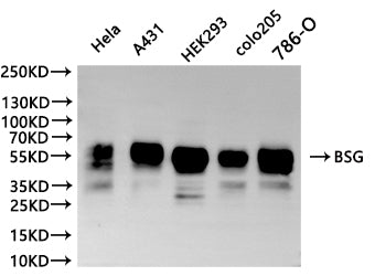 Western Blot
Positive WB detected in: Hela whole cell lysate(30µg), A431 whole cell lysate(30µg),  HEK293 whole cell lysate(30µg),colo205 whole cell lysate(30µg),786-O whole cell lysate(30µg)
All lanes: BSG antibody at 1:1000
Secondary
Goat polyclonal to human IgG at 1/40000 dilution
Predicted band size: 42.200,29.221,19.438,22.764 kDa
Observed band size: 55 kDa
Exposure time: 120s