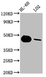 CASP9 Antibody – Figure 1 of 3