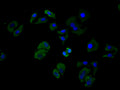 Immunofluorescence staining of Hela cell with CSB-RA004888MA2HU at 1:25, counter-stained with DAPI. The cells were fixed in 4% formaldehyde and blocked in 10% normal Goat Serum. The cells were then incubated with the antibody overnight at 4℃. The secondary antibody was FITC-conjugated AffiniPure Goat Anti-Mouse IgG(H+L).