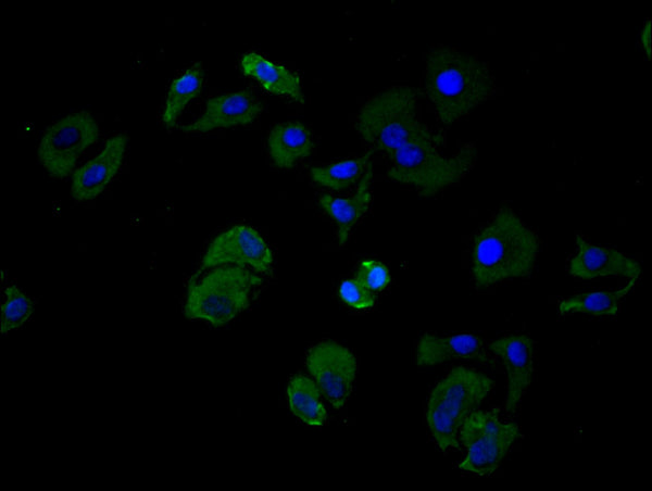 Immunofluorescence staining of Hela cell with CSB-RA004888MA2HU at 1:25, counter-stained with DAPI. The cells were fixed in 4% formaldehyde and blocked in 10% normal Goat Serum. The cells were then incubated with the antibody overnight at 4℃. The secondary antibody was FITC-conjugated AffiniPure Goat Anti-Mouse IgG(H+L).
