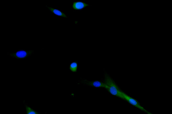 Immunofluorescence staining of NIH/3T3 cell with CSB-RA004926MA1HU at 1:30 ,counter-stained with DAPI. The cells were fixed in 4% formaldehyde, permeabilized using 0.2% Triton X-100 and blocked in 10% normal Goat Serum. The cells were then incubated with the antibody overnight at 4°C. The secondary antibody was Fluorescein (FITC) AffiniPure Goat Anti-Human IgG, Fcγ fragment specific.