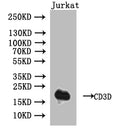 Western Blot
Positive WB detected in: Jurkat whole cell lysate
All lanes: CD3D antibody at 1:1000
Secondary
Goat polyclonal to human IgG at 1/50000 dilution
Predicted band size: 19 kDa
Observed band size: 19 kDa