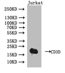 Western Blot
Positive WB detected in: Jurkat whole cell lysate
All lanes: CD3D antibody at 1:1000
Secondary
Goat polyclonal to human IgG at 1/50000 dilution
Predicted band size: 19 kDa
Observed band size: 19 kDa