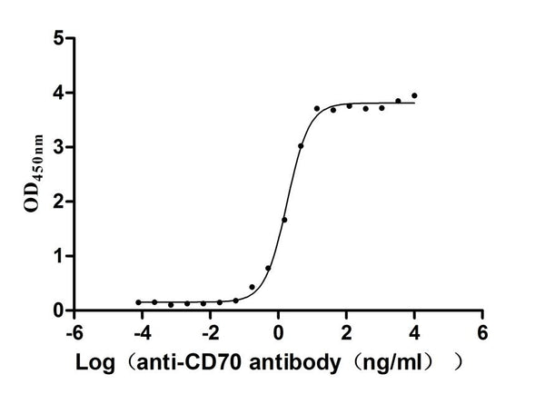 The Binding Activity of Human CD70 with Anti-CD70 recombinant antibodyActivity: Measured by its binding ability in a functional ELISA. Immobilized Human CD70 (CSB-MP004954HU1) at 2 μg/mL can bind Anti-CD70 recombinant antibody, the EC<sub>50</sub> is 1.642-2.005 ng/mL.
