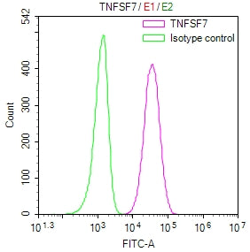 Overlay Peak curve showing 786-O cells surface stained with CSB-RA004954MA3HU (red line) at 1:100. Then 10% normal goat serum to block non-specific protein-protein interactions followed by the antibody (1ug/1*10<sup>6</sup>cells) for 45min at 4℃. The secondary antibody used was FITC-conjugated Goat Anti-Mouse IgG(H+L) at 1:200 dilution for 35min at 4℃.Control antibody (green line) was mouse IgG2a (1ug/1*10<sup>6</sup>cells) used under the same conditions. Acquisition of >10,000 events was performed.