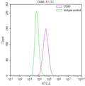 Overlay Peak curve showing Raji cells stained with CSB-RA004959MA1HU (red line) at 1:100. Then 10% normal goat serum to block non-specific protein-protein interactions followed by the antibody (1ug/1*10 6 cells) for 45min at 4℃. The secondary antibody used was Fluorescein (FITC) AffiniPure Goat Anti-Human IgG, Fcγ fragment specific at 1:200 dilution for 35min at 4℃.Control antibody (green line) was human IgG1 (1ug/1*10 6 cells) used under the same conditions. Acquisition of >10,000 events was performed.
