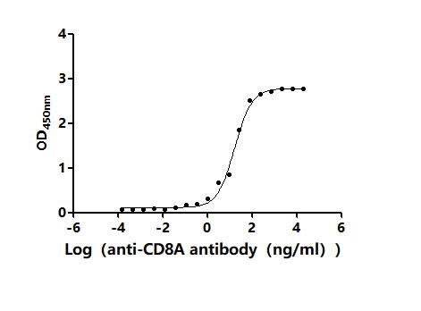 The Binding Activity of Human CD8A with Anti-CD8A Recombinant antibodyActivity: Measured by its binding ability in a functional ELISA. Immobilized Human CD8A (CSB-MP004966HUd7) at 5 μg/mL can bind Anti-CD8A recombinant antibody. The EC<sub>50</sub> is 11.49-20.78 ng/mL.