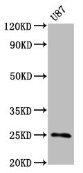 CD9 Antibody – Figure 1 of 4