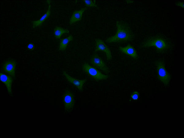 Immunofluorescence staining of Hela cell with CSB-RA005036MA1HU at 1:10, counter-stained with DAPI. The cells were fixed in 4% formaldehyde and blocked in 10% normal Goat Serum. The cells were then incubated with the antibody overnight at 4C. The secondary antibody was FITC-conjugated AffiniPure Goat Anti-Human IgG(H+L) .