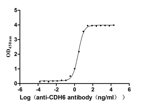 The Binding Activity of Human CDH6 with Anti-CDH6 Recombinant AntibodyActivity: Measured by its binding ability in a functional ELISA. Immobilized Human CDH6 (CSB-MP005055HU1) at 2 μg/mL can bind Anti-CDH6 recombinant antibody. The EC<sub>50</sub> is 2.421-2.802 ng/mL.