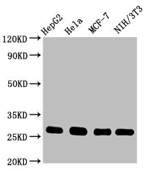 Western Blot
Positive WB detected in: HepG2 whole cell lysate, Hela whole cell lysate, MCF-7 whole cell lysate, NIH/3T3 whole cell lysate
All lanes: CDKN1B antibody at 0.9μg/ml
Secondary
Goat polyclonal to rabbit IgG at 1/50000 dilution
Predicted band size: 23 KDa
Observed band size: 27 KDa