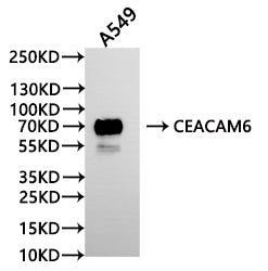 Western Blot
Positive WB detected in:  A549 whole cell lysate(30µg)
All lanes: CEACAM6 antibody at 1:1000
Secondary
Goat polyclonal to human IgG at 1/40000 dilution
Predicted band size: 37 kDa
Observed band size: 70 kDa
Exposure time: 60s