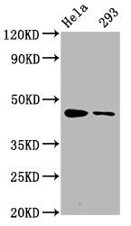Phospho-CREB1 (S133) Antibody – Figure 1 of 4