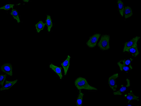 Immunofluorescence staining of Hela cell with CSB-RA006047MA1HU at 1:100, counter-stained with DAPI. The cells were fixed in 4% formaldehyde and blocked in 10% normal Goat Serum. The cells were then incubated with the antibody overnight at 4C. The secondary antibody was FITC-conjugated AffiniPure Goat Anti-Human IgG(H+L) .