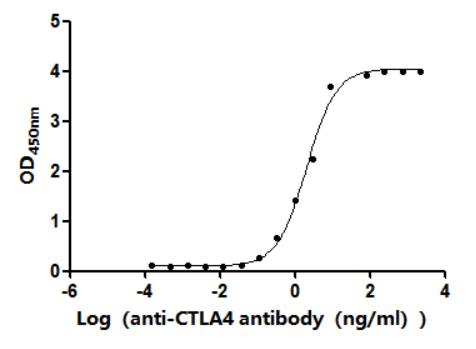 The Binding Activity of Peptostreptococcus magnus protein L with anti-CTLA4 Recombinant AntibodyActivity: Measured by its binding ability in a functional ELISA. Immobilized Peptostreptococcus magnus protein L(CSB-EP5116GURc7) at 2 μg/mL can bind anti-CTLA4 recombinant antibody. The EC<sub>50</sub> is 1.764-2.413 ng/mL.