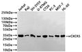 Western Blot
Positive WB detected in: Jurkat whole cell lysate(30µg), Raji whole cell lysate(30µg), SH-SY5Y whole cell lysate(30µg), U-87MG whole cell lysate(30µg), CT26 whole cell lysate(30µg), PC-3 whole cell lysate(30µg), MCF-7 whole cell lysate(30µg), HL-60 whole cell lysate(30µg)
All lanes: CXCR5 antibody at 1:1000
Secondary
Goat polyclonal to human IgG at 1/40000 dilution
Predicted band size: 42 kDa
Observed band size: 33 kDa
Exposure time: 2min