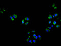 Immunofluorescence staining of hela cell with CSB-RA006325MA1HU at 1:50, counter-stained with DAPI. The cells were fixed in 4% formaldehyde and blocked in 10% normal Goat Serum. The cells were then incubated with the antibody overnight at 4C. The secondary antibody was FITC-conjugated AffiniPure Goat Anti-Mouse IgG(H+L) .