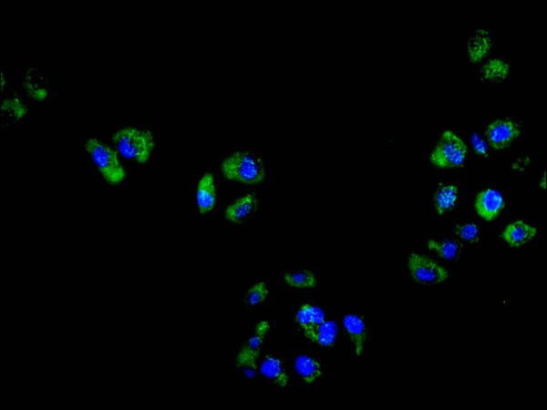 Immunofluorescence staining of hela cell with CSB-RA006325MA1HU at 1:50, counter-stained with DAPI. The cells were fixed in 4% formaldehyde and blocked in 10% normal Goat Serum. The cells were then incubated with the antibody overnight at 4C. The secondary antibody was FITC-conjugated AffiniPure Goat Anti-Mouse IgG(H+L) .