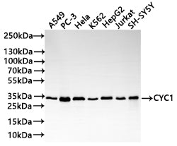 Western Blot
Positive WB detected in: A549 whole cell lysate(20µg) , PC-3 whole cell lysate(20µg) , HeLa whole cell lysate(20µg) , K562 whole cell lysate(20µg) , HepG2 whole cell lysate(20µg) , Jurkat whole cell lysate(20µg) , SH-SY5Y whole cell lysate(20µg) 
All lanes: CYC1 antibody at 1:1000
Secondary
Goat polyclonal to rabbit IgG at 1/40000 dilution
Predicted band size: 35 kDa
Observed band size: 35 kDa
Exposure time：1min