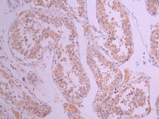 IHC image of CSB-RA006576MA1HU diluted at 1:50 and staining in paraffin-embedded human testis tissue performed on a Leica BondTM system. After dewaxing and hydration, antigen retrieval was mediated by high pressure in a citrate buffer (pH 6.0). Section was blocked with 10% normal goat serum 30min at RT. Then primary antibody (1% BSA) was incubated at 4°C overnight. The primary is detected by a Anti-Human lgG, Fcy Fragment Specific labeled by HRP and visualized using 0.05% DAB.