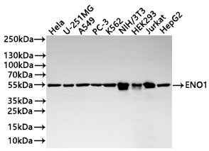 Western Blot
Positive WB detected in: HeLa whole cell lysate(20µg) , U-251MG whole cell lysate(20µg) , A549 whole cell lysate(20µg) , PC-3 whole cell lysate(20µg) , K562 whole cell lysate(20µg) , NIH/3T3 whole cell lysate(20µg) , HEK293 whole cell lysate(20µg) , Jurkat whole cell lysate(20µg) , HepG2 whole cell lysate(20µg) 
All lanes: ENO1 antibody at 1:1000
Secondary
Goat polyclonal to human IgG at 1/40000 dilution
Predicted band size: 47 kDa
Observed band size: 55 kDa
Exposure time：5s