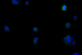 Immunofluorescence staining of MCF7 cell with CSB-RA007670MA2HU at 1:30 ,counter-stained with DAPI. The cells were fixed in 4% formaldehyde, permeabilized using 0.2% Triton X-100 and blocked in 10% normal Goat Serum. The cells were then incubated with the antibody overnight at 4°C. The secondary antibody was Fluorescein (FITC) AffiniPure Goat Anti-Human IgG, Fcγ fragment specific.