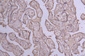 IHC image of CSB-RA007690MA1HU diluted at 1:100 and staining in paraffin-embedded human placenta tissue performed on a Leica BondTM system. After dewaxing and hydration, antigen retrieval was mediated by high pressure in a citrate buffer (pH 6.0) . Section was blocked with 10% normal goat serum 30min at RT. Then primary antibody (1% BSA) was incubated at 4°C overnight. The primary is detected by a Goat anti-Human IgG labeled by HRP and visualized using 0.05% DAB.